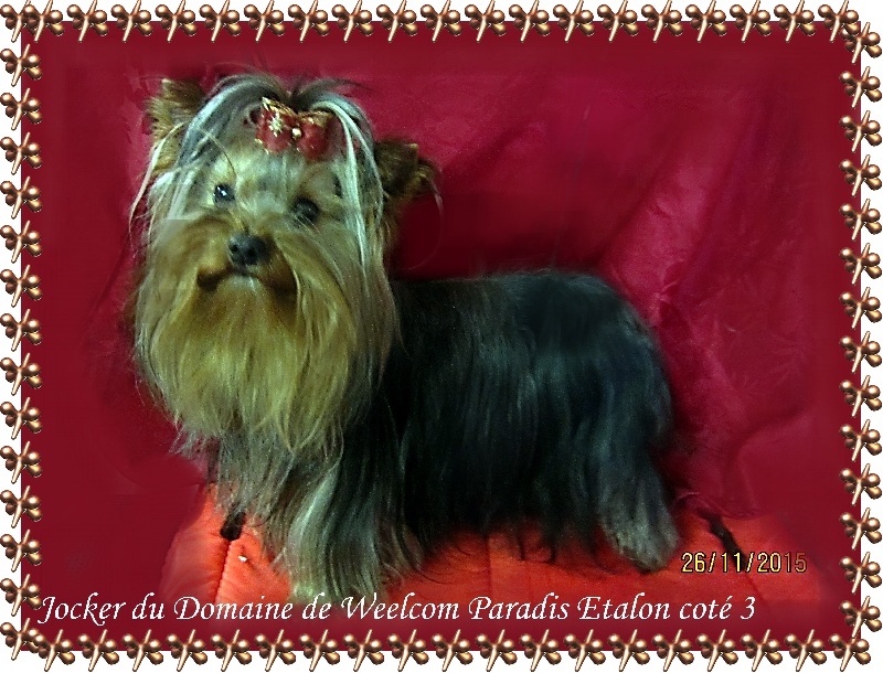 CH. du domaine de Weelcom Paradis Jocker